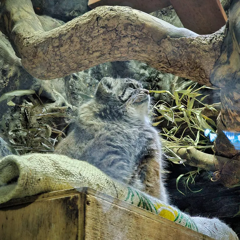 A photograph of a Pallas's cat in Ueno Zoological Gardens
