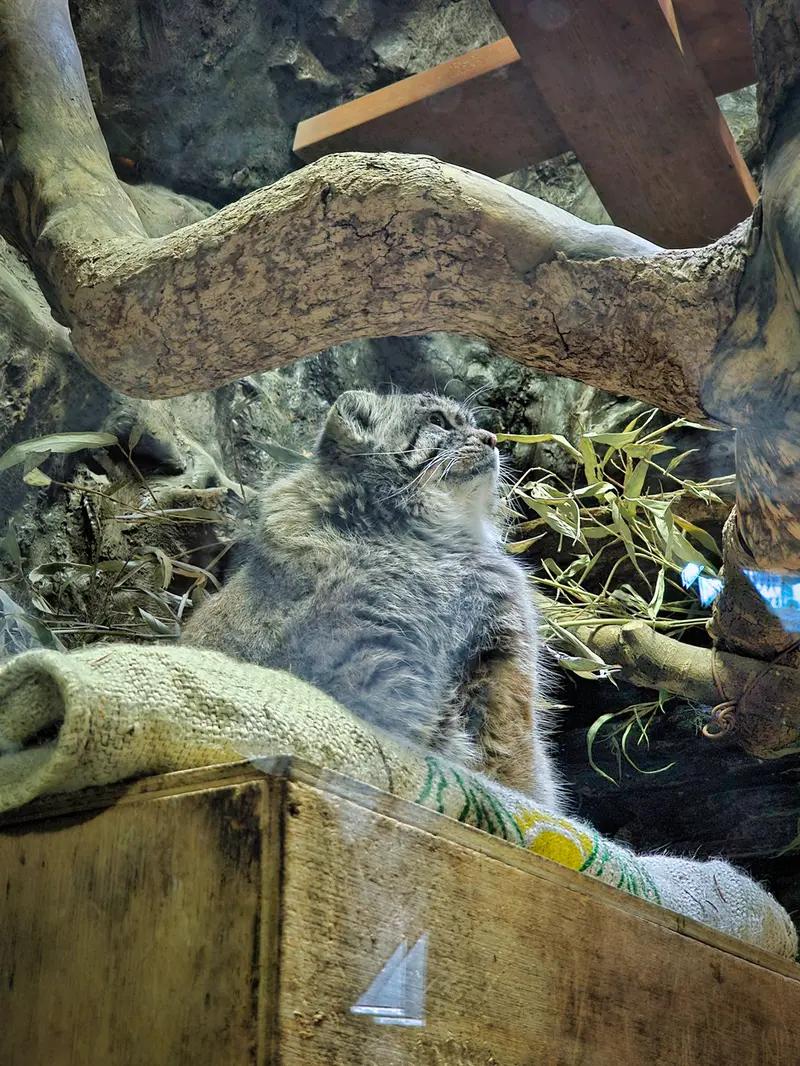 A photograph of a Pallas's cat in Ueno Zoological Gardens