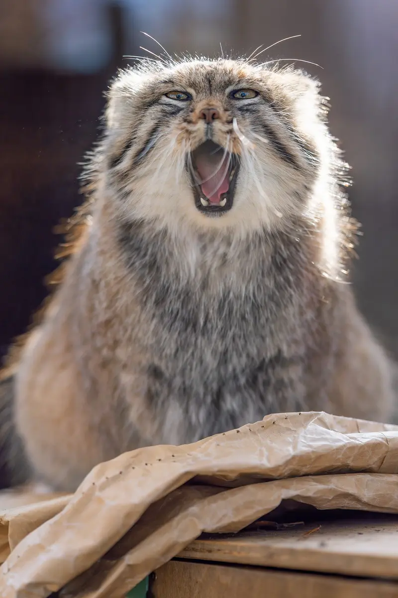 A photograph of Oliva in Saitama Children's Zoo