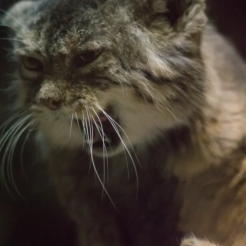 A photograph of Primula in Ueno Zoological Gardens