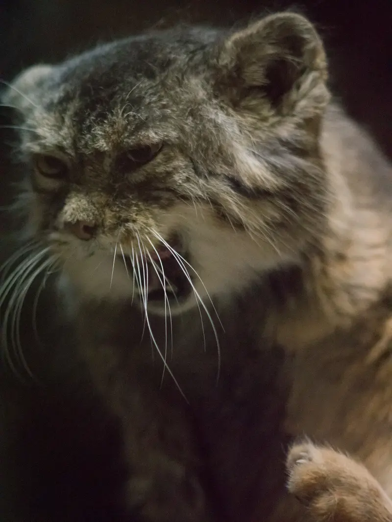 A photograph of Primula in Ueno Zoological Gardens
