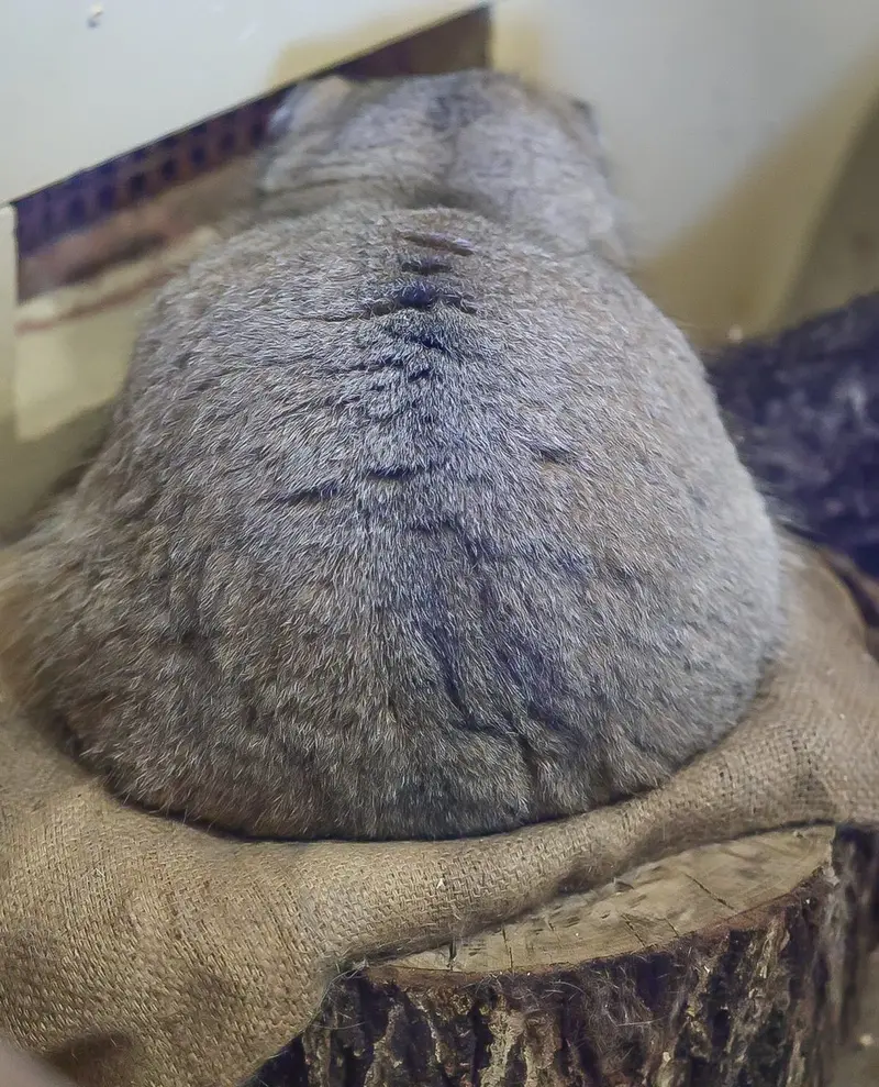 A photograph of Primula in Ueno Zoological Gardens