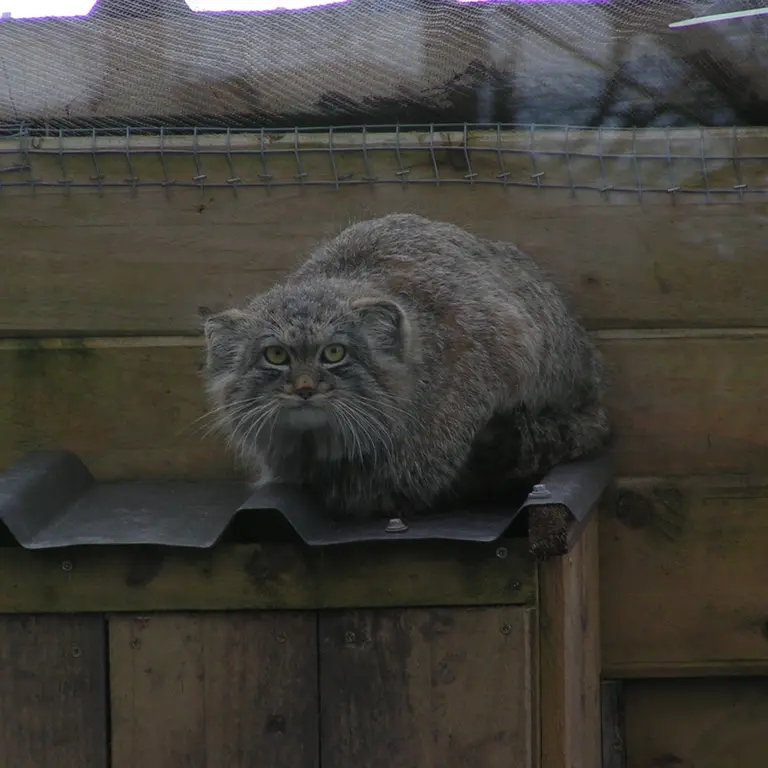A photograph of Altai in The Lakeland Wildlife Oasis