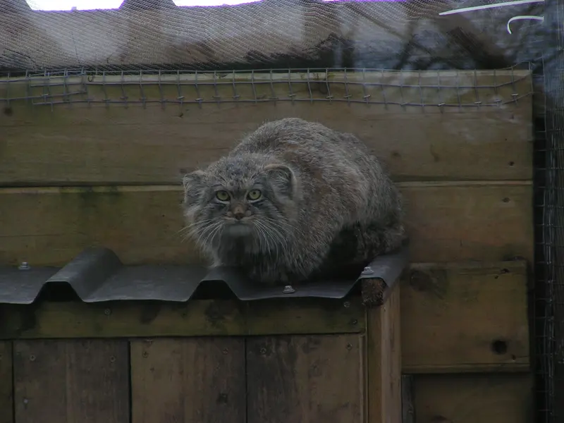 A photograph of Altai in The Lakeland Wildlife Oasis
