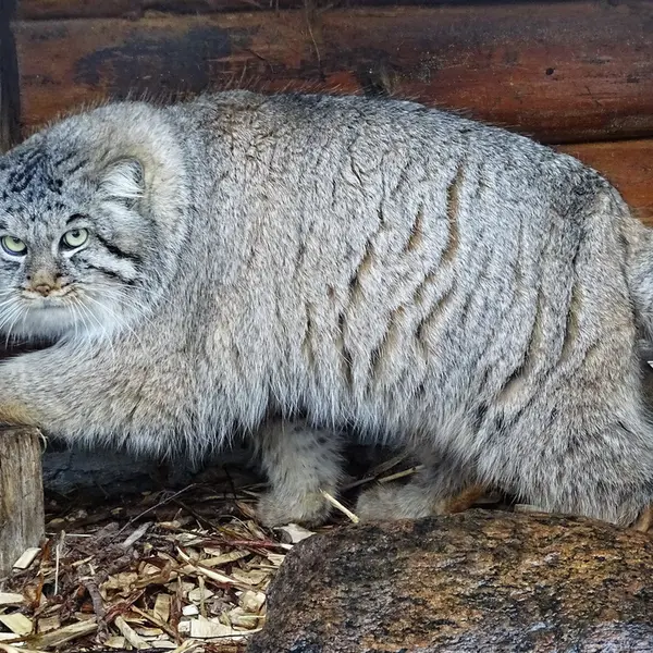 A photograph of Bjorn in Riga Zoo