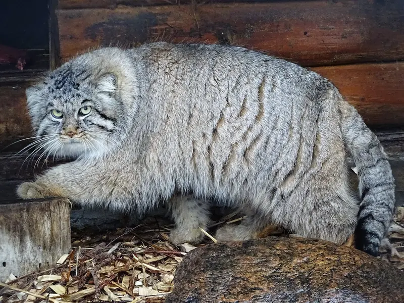 A photograph of Bjorn in Riga Zoo