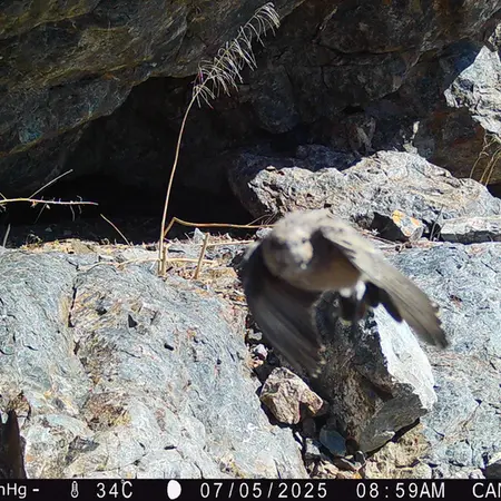 A photograph of a Pallas's cat from Zhundy 1 camera trap