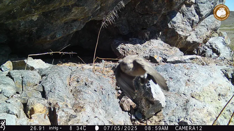 A photograph of a Pallas&#039;s cat from Zhundy 1 camera trap