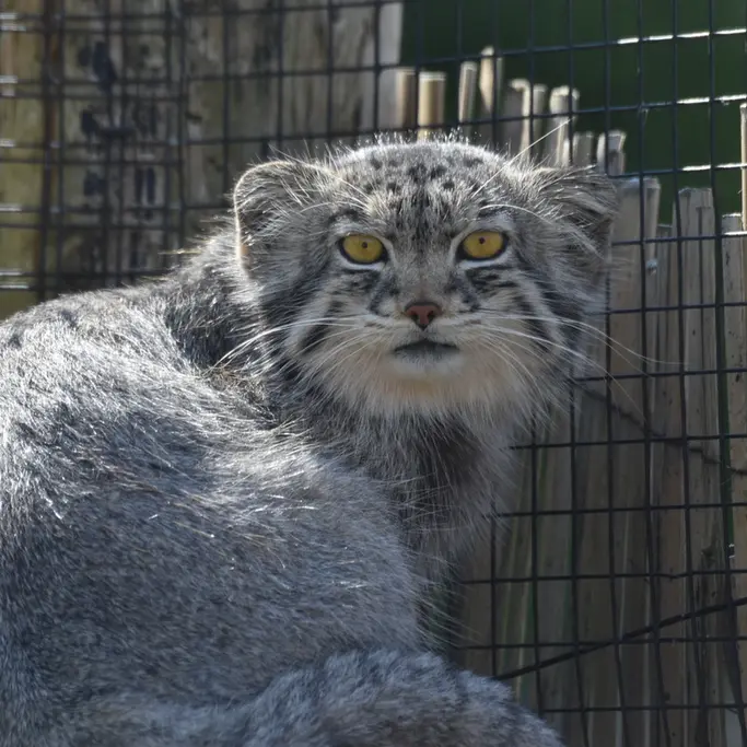 A photograph of Bat-Erdene in The Lakeland Wildlife Oasis