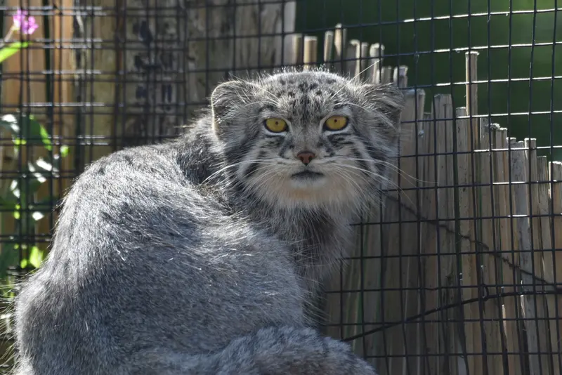 A photograph of Bat-Erdene in The Lakeland Wildlife Oasis