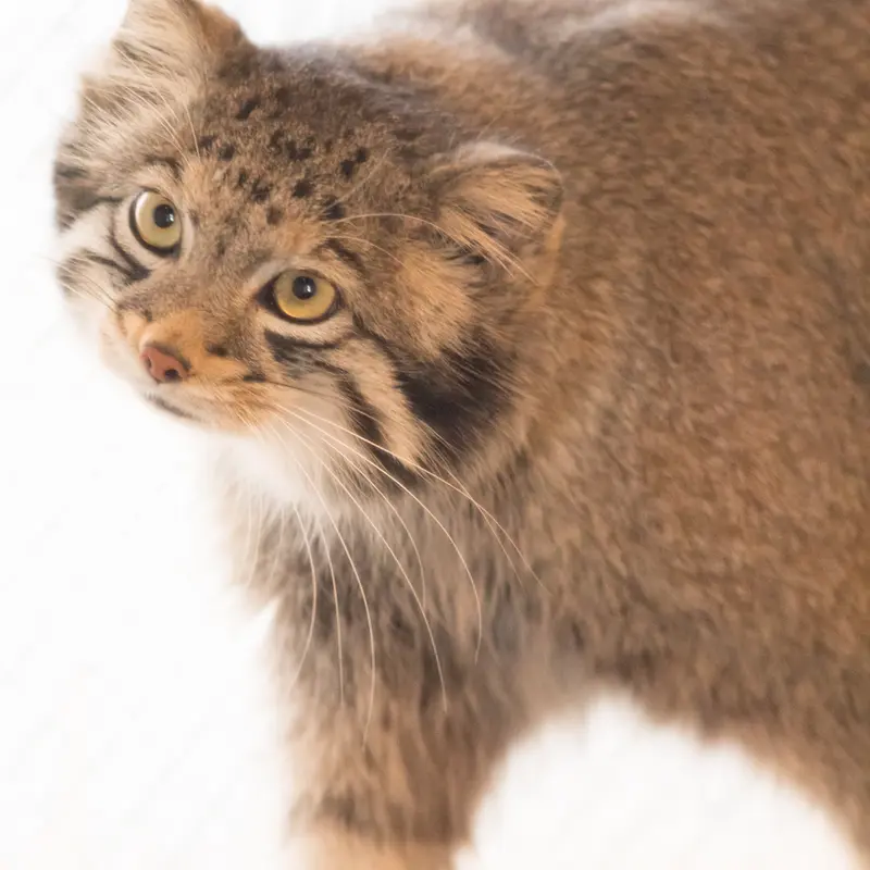 A photograph of Oto in Saitama Children's Zoo
