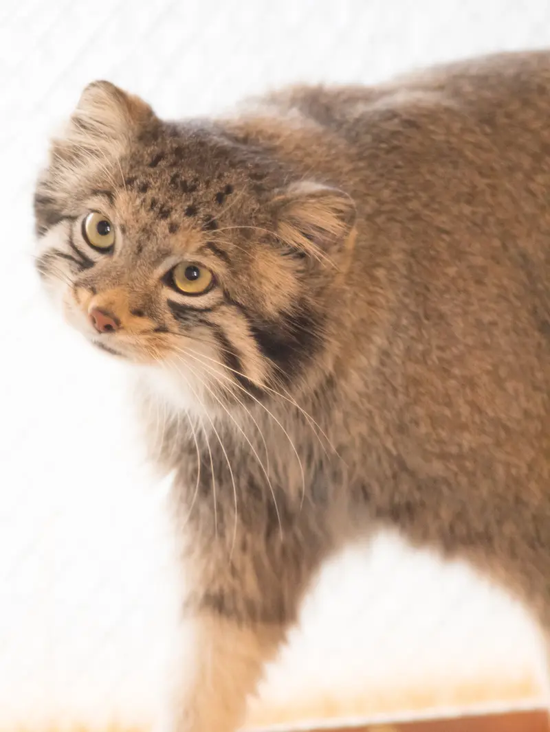 A photograph of Oto in Saitama Children's Zoo