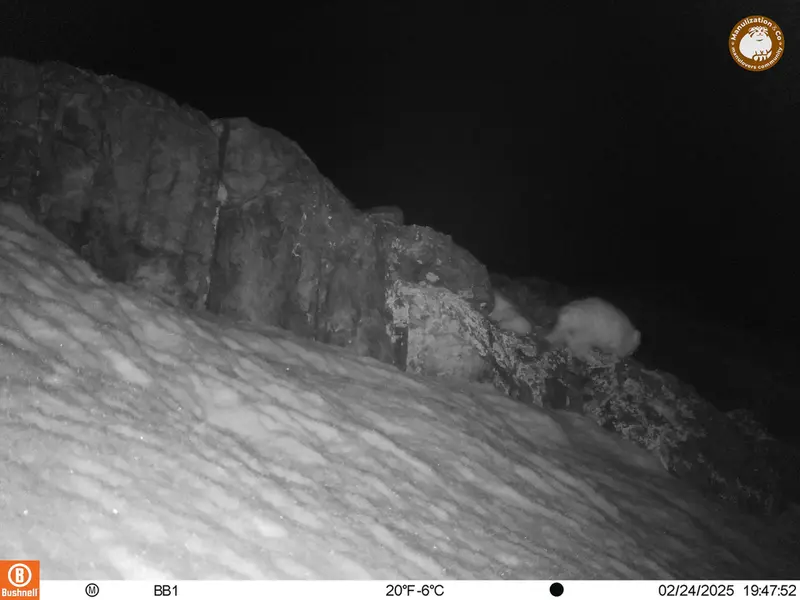 A photograph of Otocolobus manul manul from Aktas-Kunkora camera trap