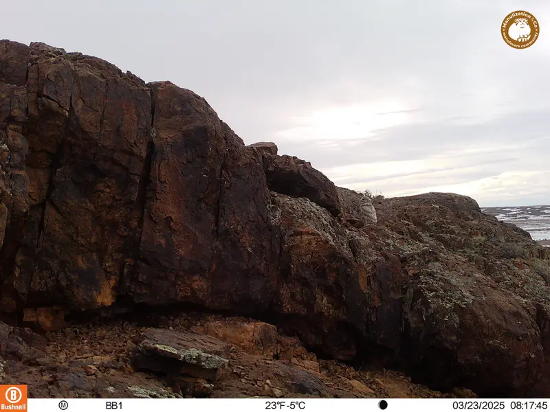 A photograph of Little Owl from Aktas-Kunkora camera trap