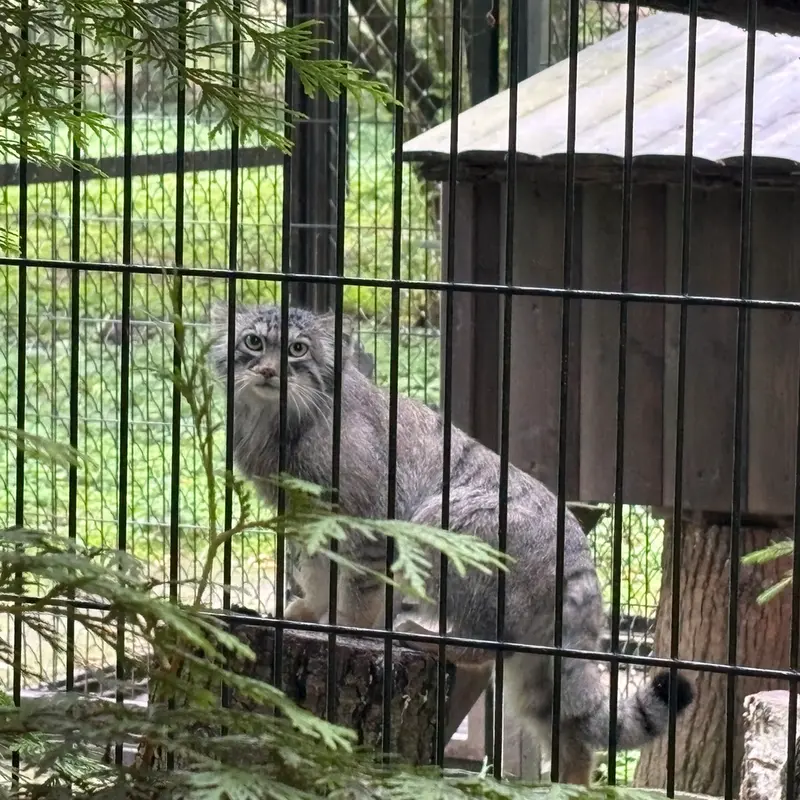 A photograph of Tsas in Kraków Zoo