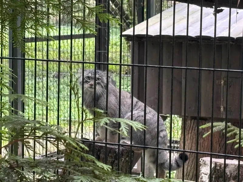 A photograph of Tsas in Kraków Zoo