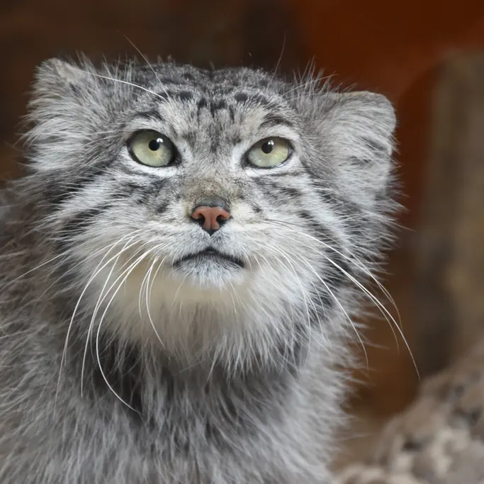 A photograph of Akiko in Edinburgh Zoo