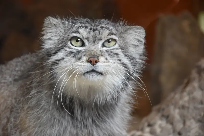 A photograph of Akiko in Edinburgh Zoo