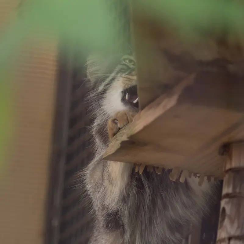 A photograph of Hide in Asahiyama Zoo