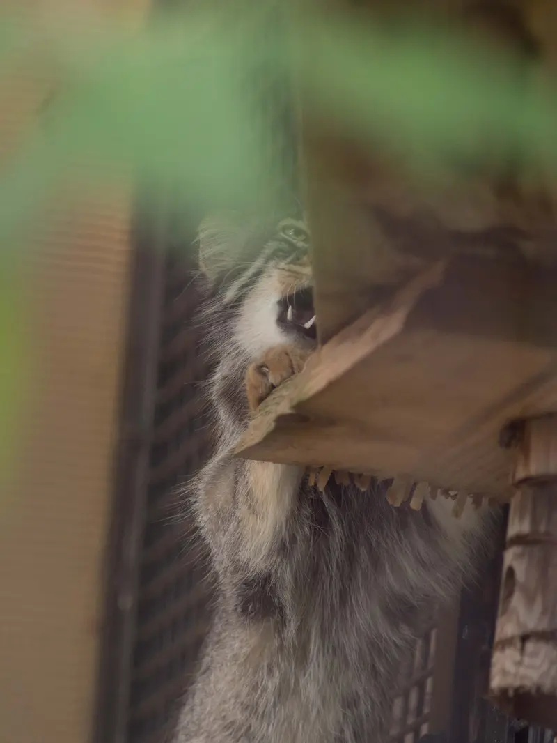 A photograph of Hide in Asahiyama Zoo