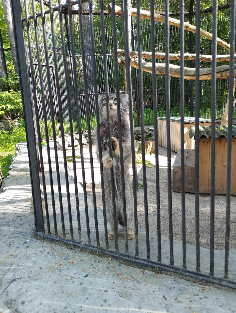 A photograph of a Pallas's cat in Novosibirsk Zoo