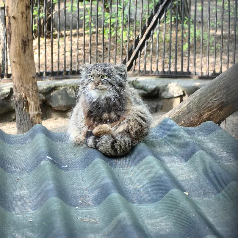 A photograph of Bandit in Novosibirsk Zoo