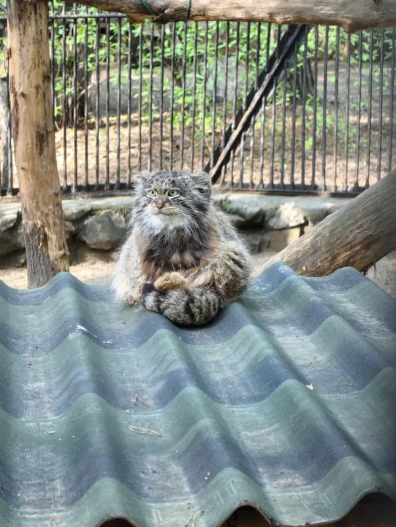 A photograph of Bandit in Novosibirsk Zoo