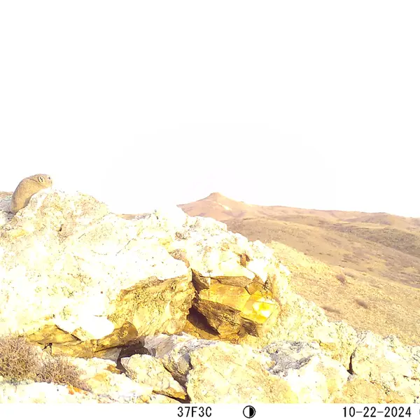 A photograph of Pika from Besshoky 1 camera trap