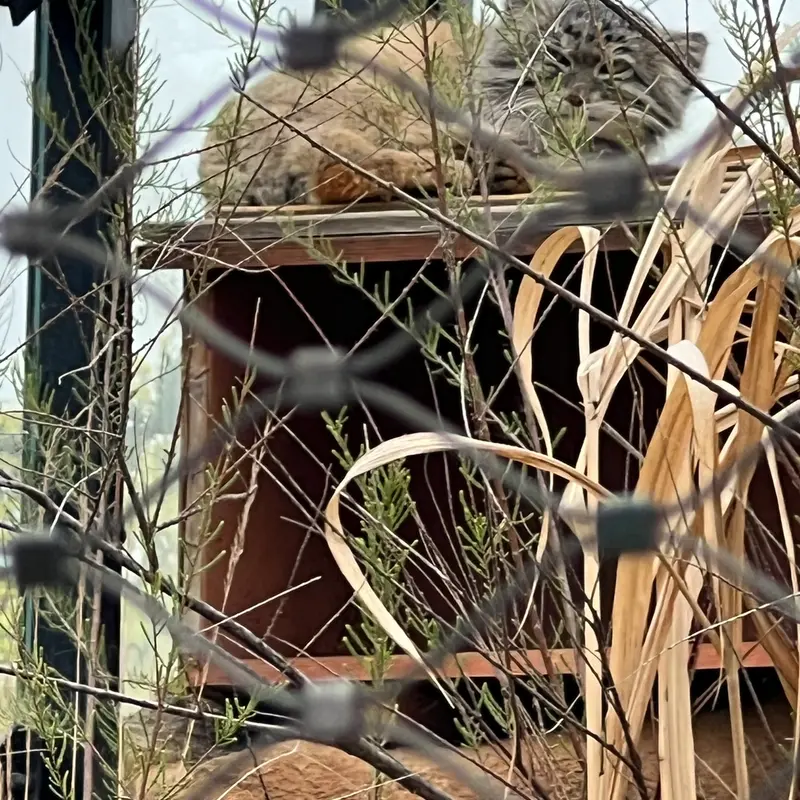 A photograph of Spay in Prague Zoo