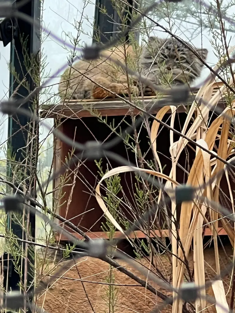 A photograph of Spay in Prague Zoo