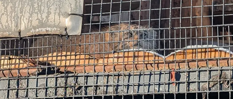 A photograph of Namika in Leningrad zoo