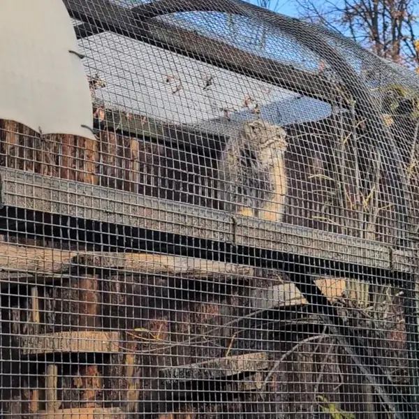A photograph of Aksa in Leningrad zoo