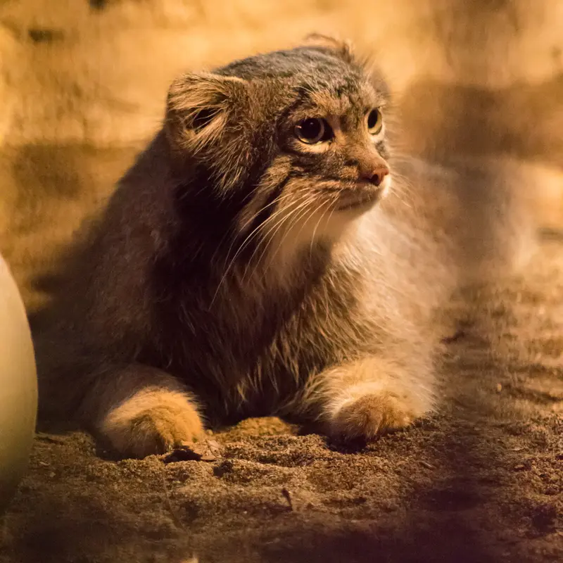 A photograph of Figa in Nogeyama Zoo