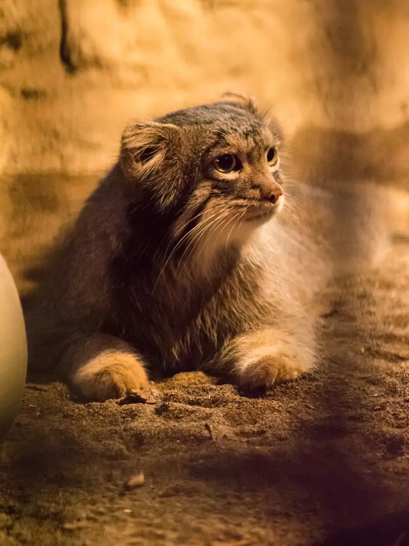 A photograph of Figa in Nogeyama Zoo