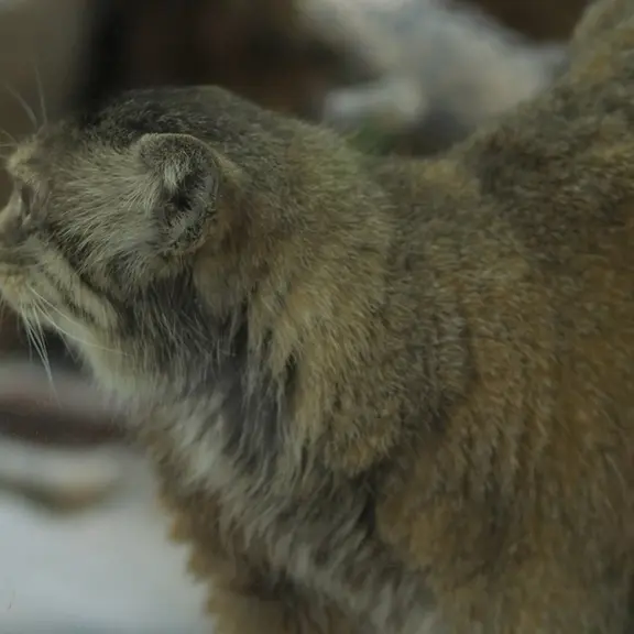 A photograph of a Pallas's cat in Ueno Zoological Gardens