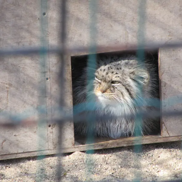 A photograph of Manuela in Magdeburg Zoo