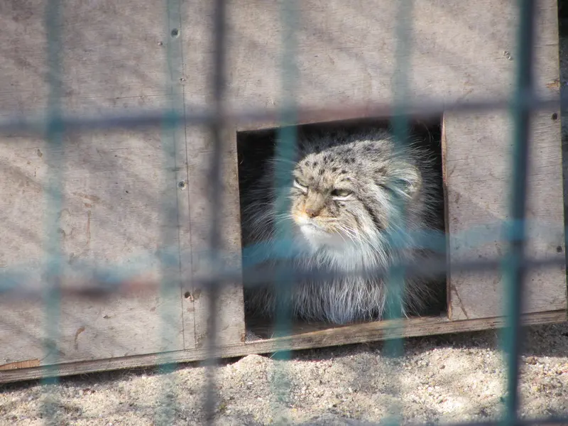 A photograph of Manuela in Magdeburg Zoo
