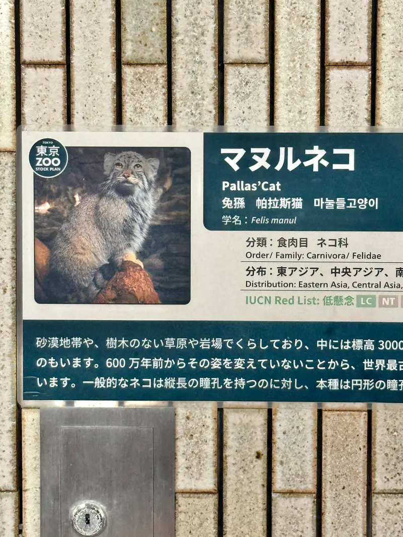 A photograph of Primula in Ueno Zoological Gardens