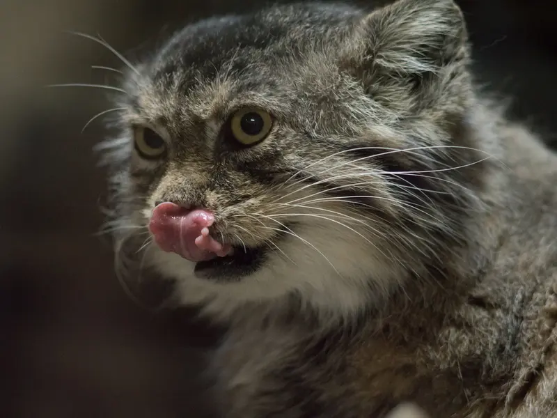 A photograph of Primula in Ueno Zoological Gardens