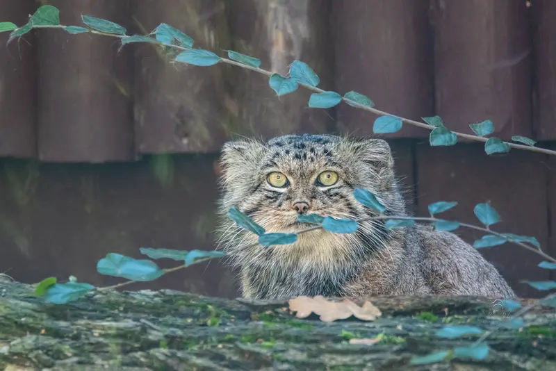 A photograph of a Pallas's cat