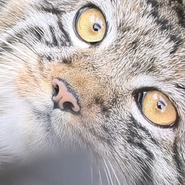 A photograph of Kitten of Eve b.2026 Ⅳ in Novosibirsk Zoo