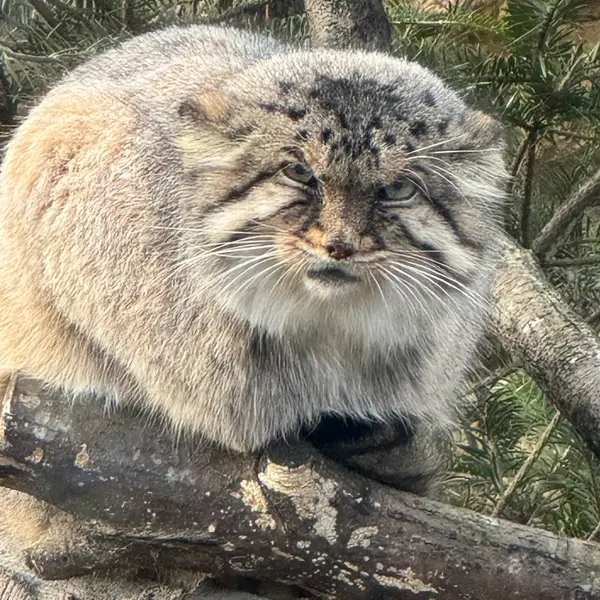 A photograph of Bor in Nasu Animal Kingdom