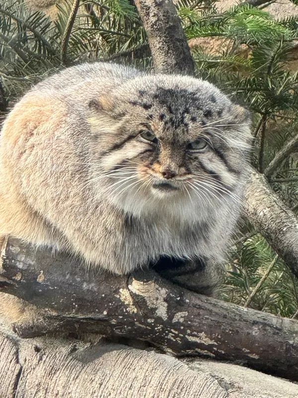 A photograph of Bor in Nasu Animal Kingdom