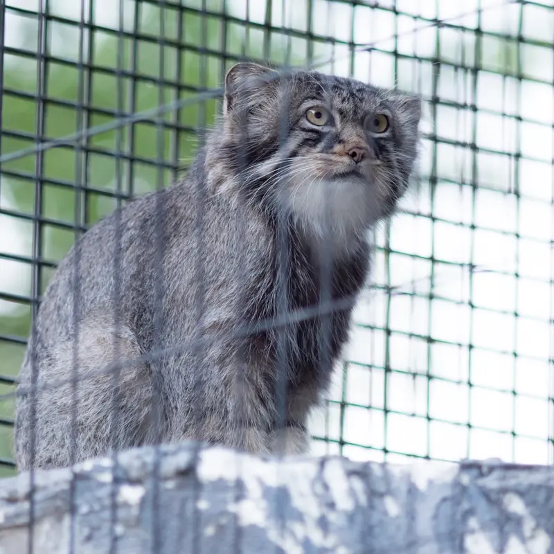 A photograph of Hide in Asahiyama Zoo