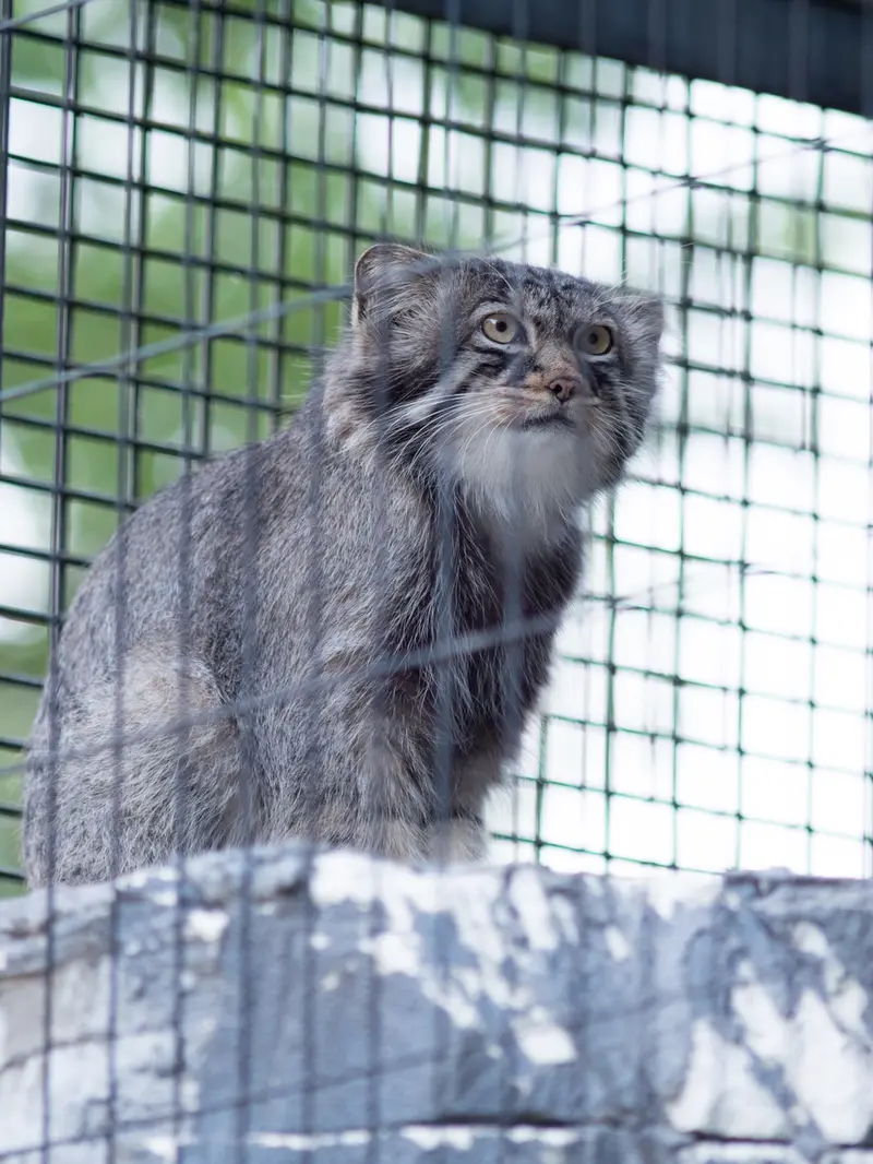 A photograph of Hide in Asahiyama Zoo