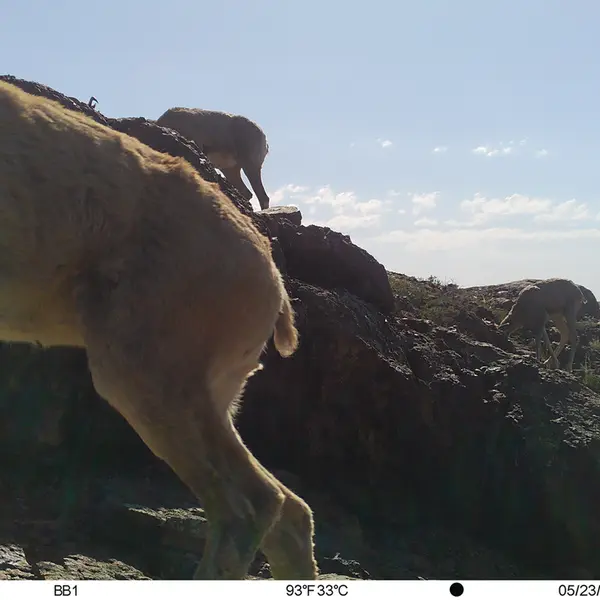 A photograph of Argali from Aktas-Kunkora camera trap