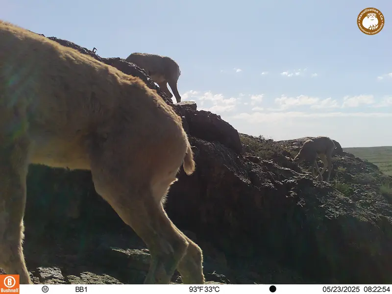 A photograph of Argali from Aktas-Kunkora camera trap