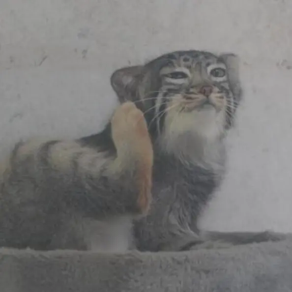 A photograph of Sun Daniang in Qinghai-Tibet Plateau Wildlife Zoo