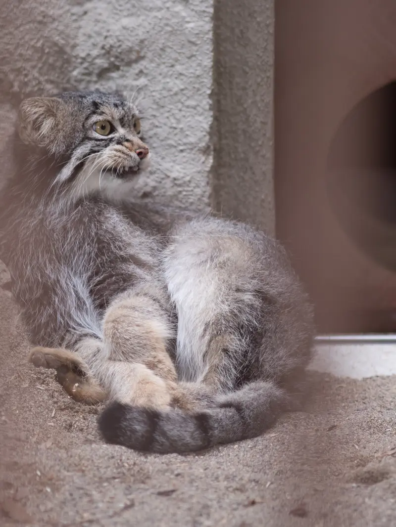 A photograph of Figa in Nogeyama Zoo