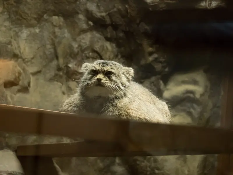 A photograph of Primula in Ueno Zoological Gardens